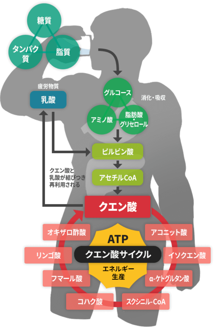 クエン酸サイクル（クエン酸回路）